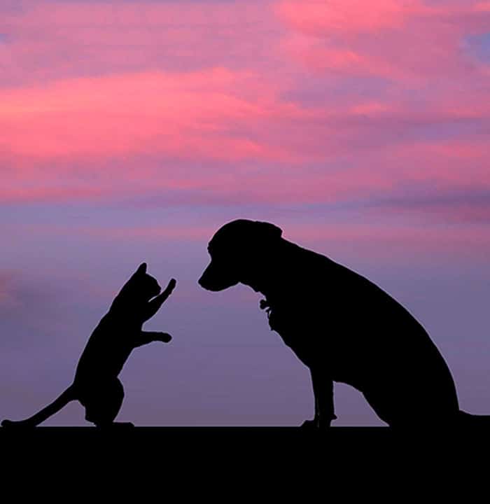 A cat and a dog are silhouetted against a colorful sunset sky. The cat stands on its hind legs, reaching up with one paw, while the dog sits calmly, as if awaiting their veterinarian after a playful day.
