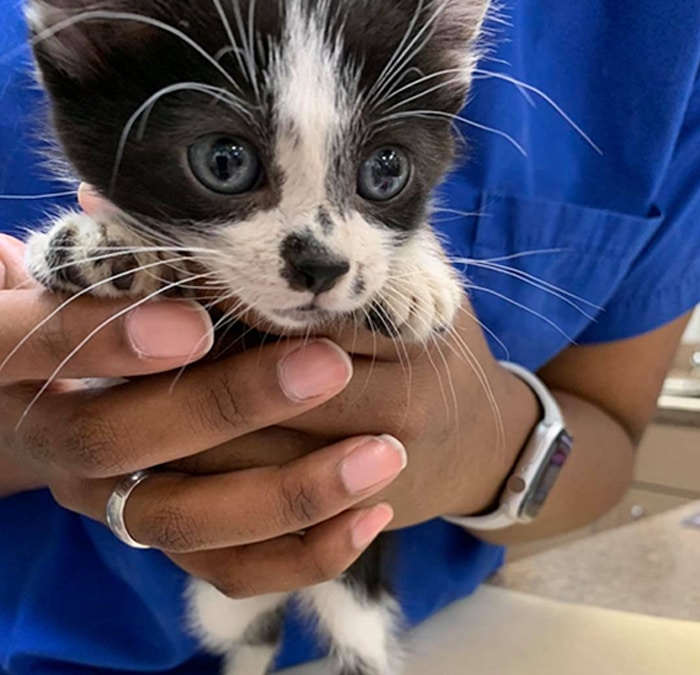 A veterinarian in a blue shirt gently holds a small black and white kitten with wide blue eyes and a pink nose. The vet's hands, adorned with a watch and silver ring, convey care and expertise.