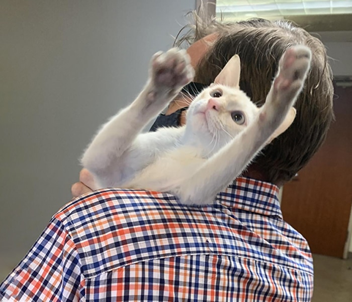 A veterinarian in a plaid shirt holds a white cat on their shoulder. The playful cat has its front legs raised, appearing surprised, with its paws up in the air.