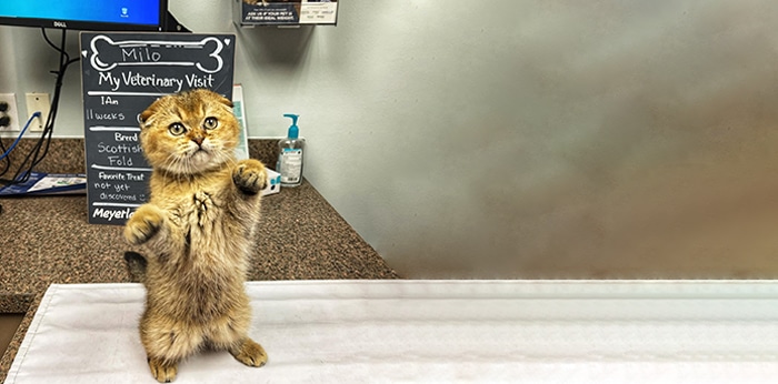 A small brown Scottish Fold kitten stands upright on an exam table at the vet clinic, with a visit summary board in the background showing the kitten’s name is Milo.