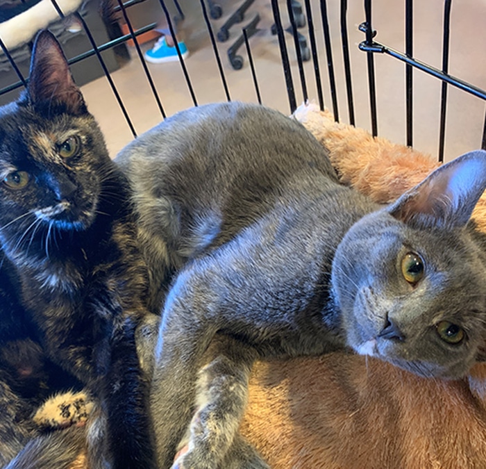 Two cats relax together in a cage at the vet. One is a tortoiseshell with mottled black and orange fur, and the other is a sleek gray cat. They lie on a soft brown blanket, looking toward the camera.