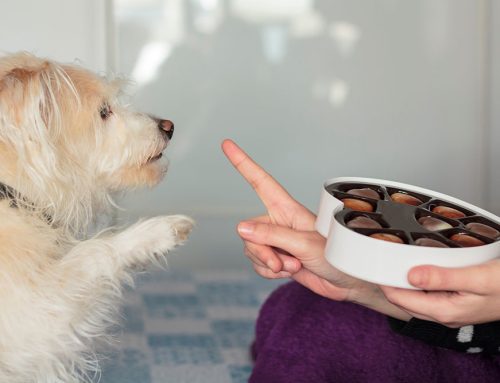 Dangerous Foods For Your Pets
