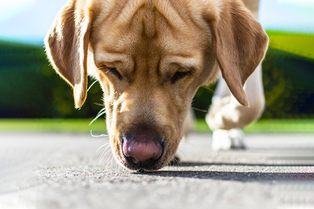 How Will Nosework Make My Dog Less Anxious? - College for Pets