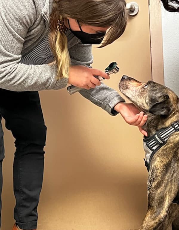 A veterinarian wearing a face mask examines a brown and black dog’s eyes with an ophthalmoscope while gently holding the dog's head in a veterinary office.
