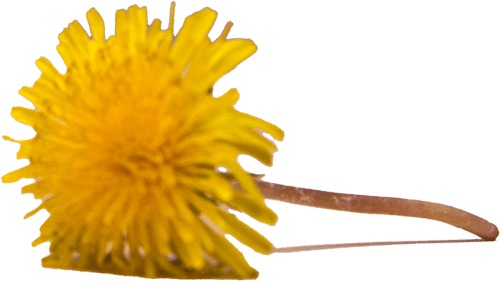 A close-up of a yellow dandelion flower with a thin stem, lying on a light-colored surface—reminiscent of the gentle observations made by a vet. The background is blurred and neutral.