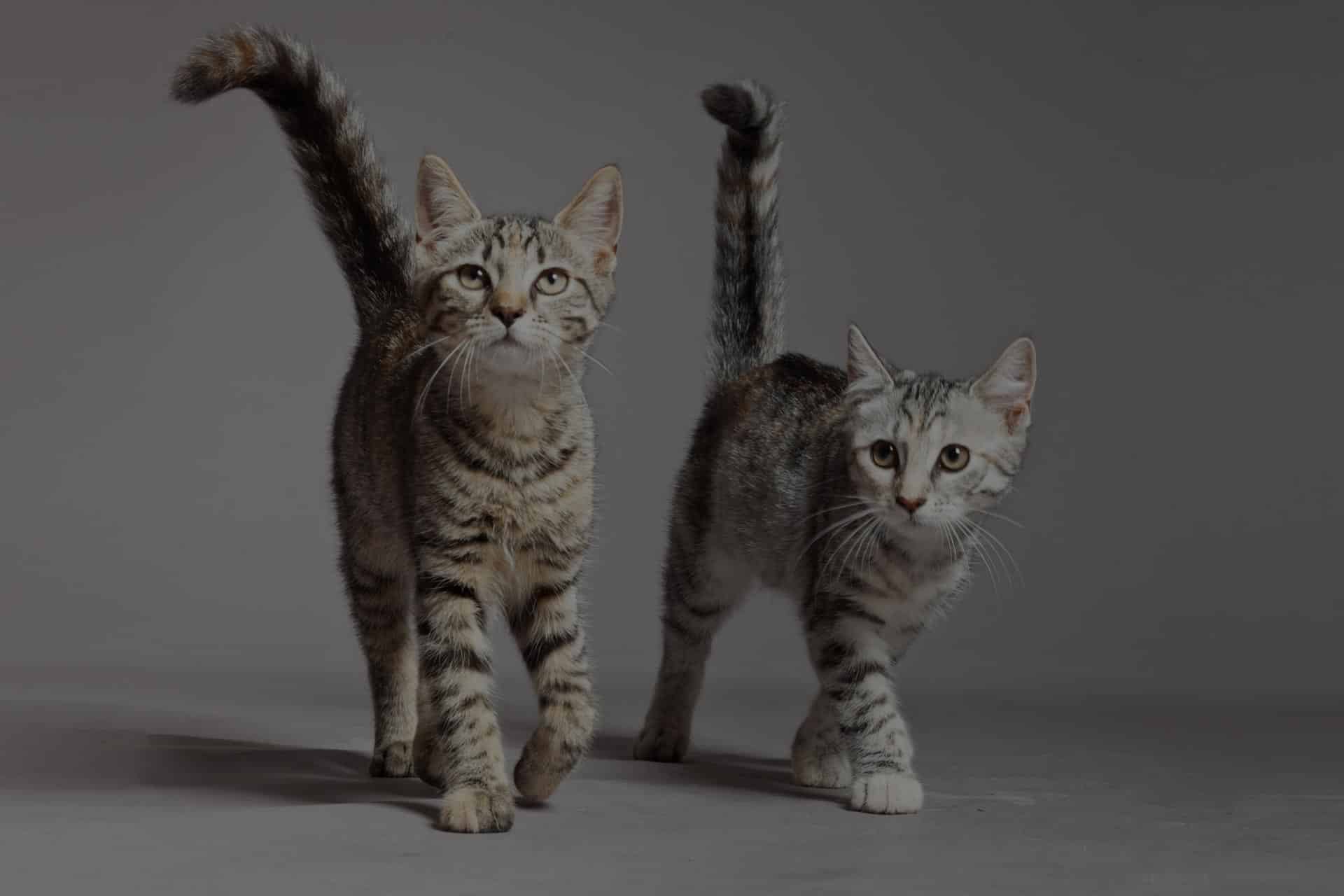 Two grey tabby cats with striped fur walk side by side on a plain grey surface, looking forward with their tails raised, as if heading to a vet appointment.